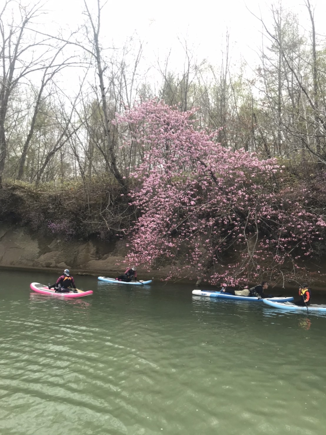 桜SUP