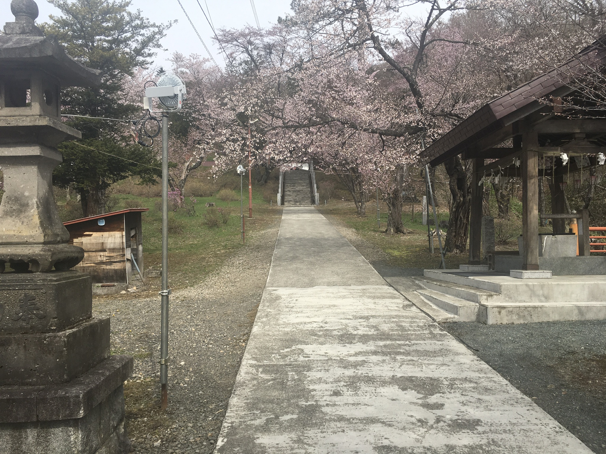 新得神社桜まつり